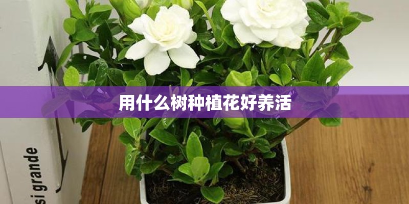 用什么树种植花好养活 用什么树种植花好养活