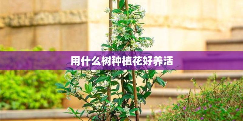 用什么树种植花好养活 用什么树种植花好养活
