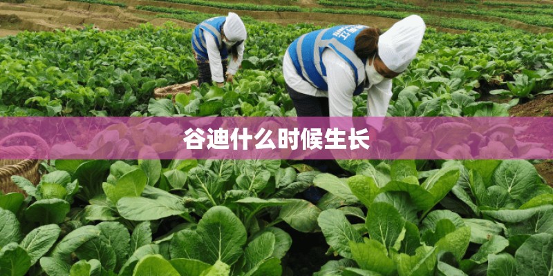 谷迪什么时候生长 谷迪什么时候生长