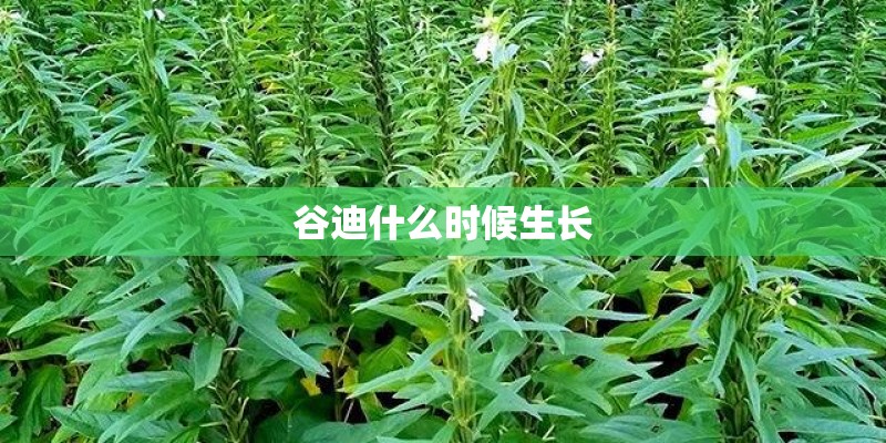 谷迪什么时候生长 谷迪什么时候生长