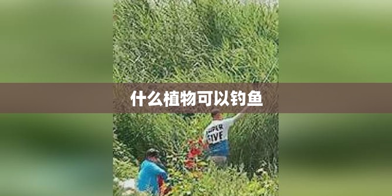 什么植物可以钓鱼
