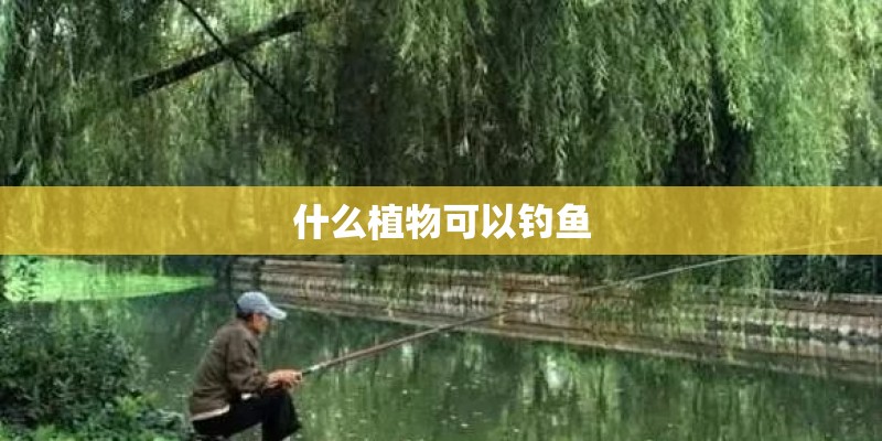 什么植物可以钓鱼