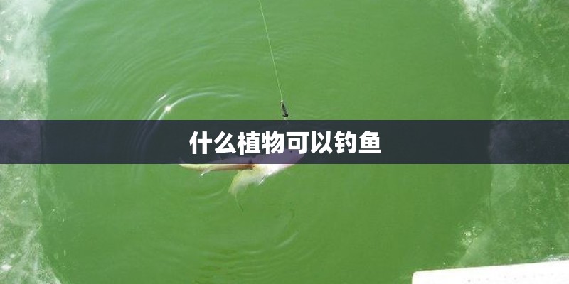 什么植物可以钓鱼