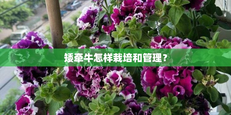 矮牵牛怎样栽培和管理? 矮牵牛怎样栽培和管理?