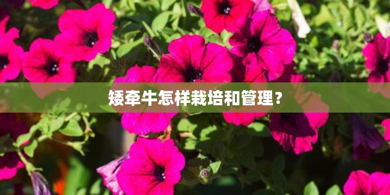 矮牵牛怎样栽培和管理? 矮牵牛怎样栽培和管理?