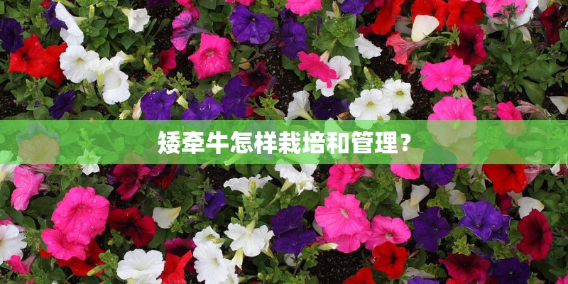 矮牵牛怎样栽培和管理? 矮牵牛怎样栽培和管理?