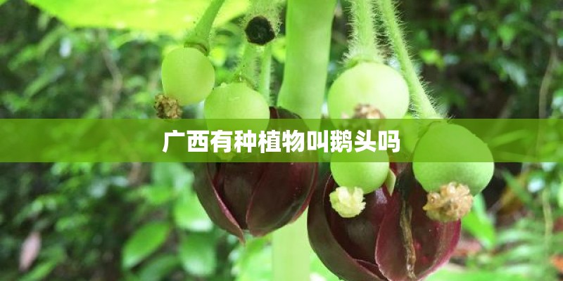 广西有种植物叫鹅头吗 广西有种植物叫鹅头吗