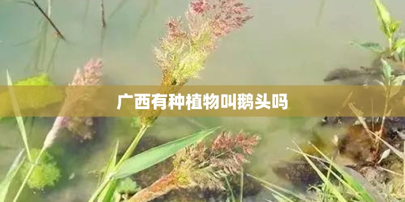广西有种植物叫鹅头吗 广西有种植物叫鹅头吗