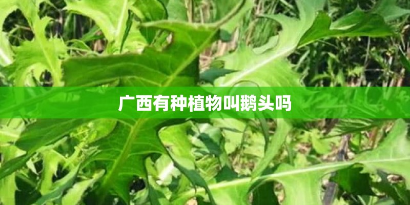 广西有种植物叫鹅头吗 广西有种植物叫鹅头吗