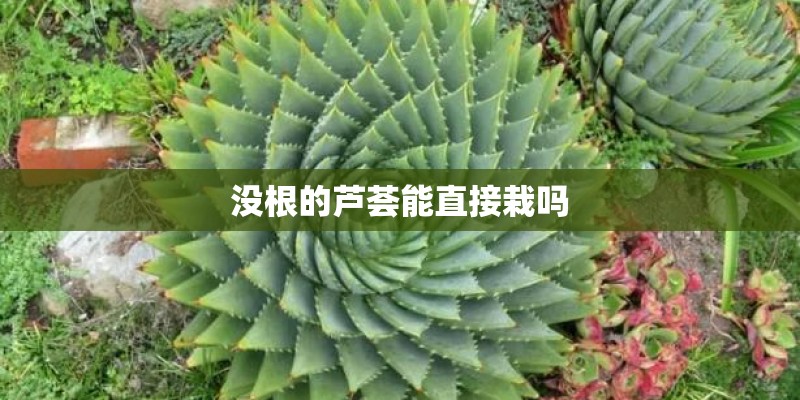 没根的芦荟能直接栽吗 没根的芦荟能直接栽吗