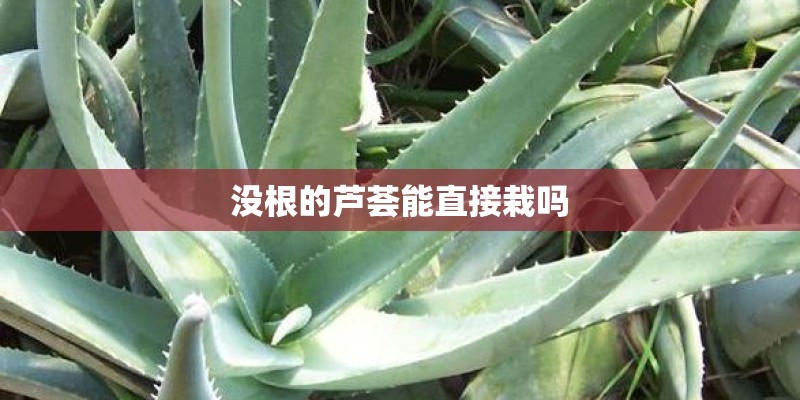 没根的芦荟能直接栽吗 没根的芦荟能直接栽吗
