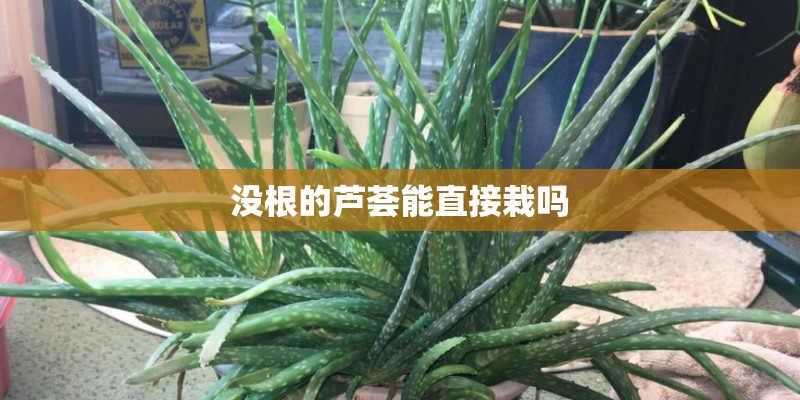 没根的芦荟能直接栽吗 没根的芦荟能直接栽吗