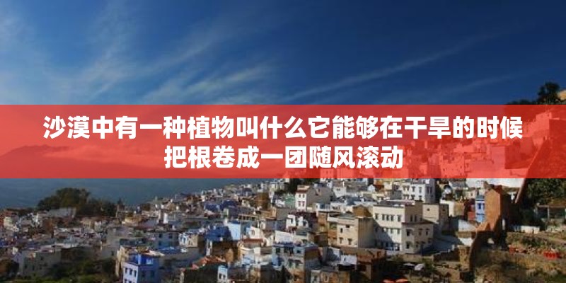 沙漠中有一种植物叫什么它能够在干旱的时候把根卷成一团随风滚动 沙漠中有一种植物叫什么它能够在干旱的时候把根卷成一团随风滚动