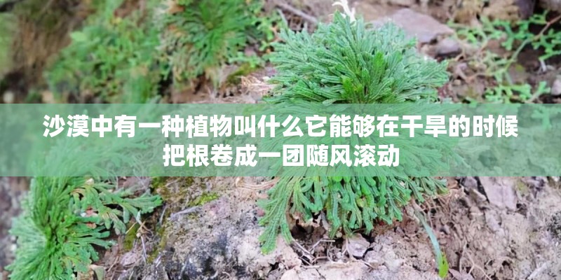 沙漠中有一种植物叫什么它能够在干旱的时候把根卷成一团随风滚动 沙漠中有一种植物叫什么它能够在干旱的时候把根卷成一团随风滚动