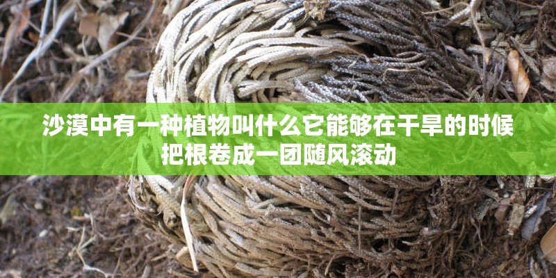 沙漠中有一种植物叫什么它能够在干旱的时候把根卷成一团随风滚动 沙漠中有一种植物叫什么它能够在干旱的时候把根卷成一团随风滚动