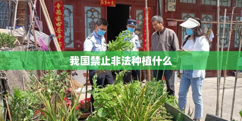 我国禁止非法种植什么