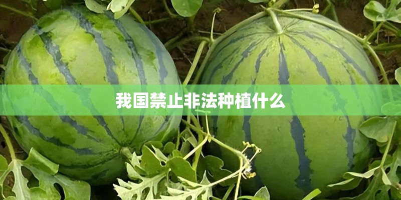 我国禁止非法种植什么