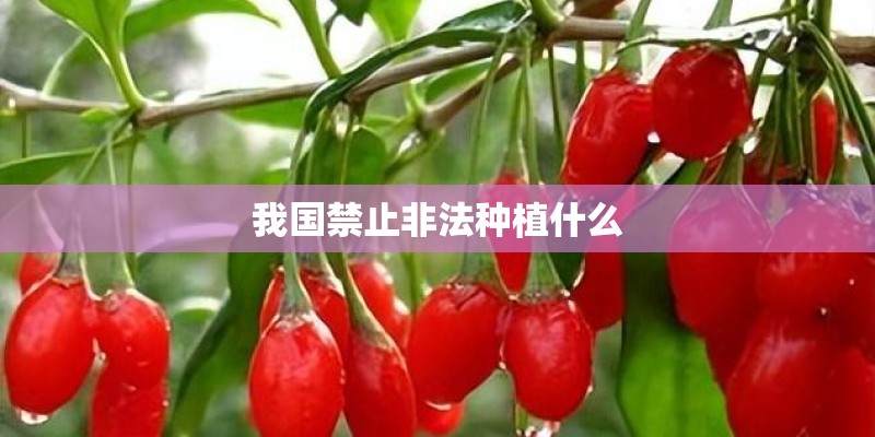 我国禁止非法种植什么