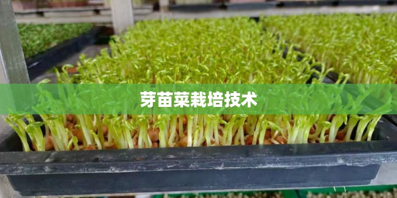 芽苗菜栽培技术 芽苗菜栽培技术