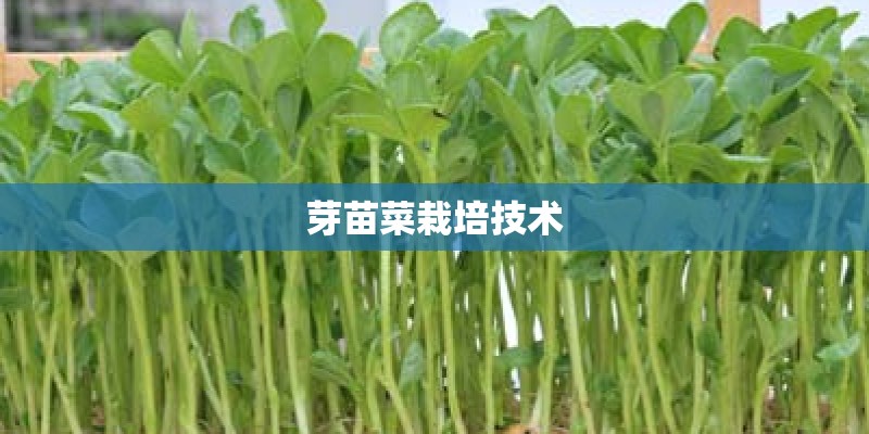 芽苗菜栽培技术 芽苗菜栽培技术