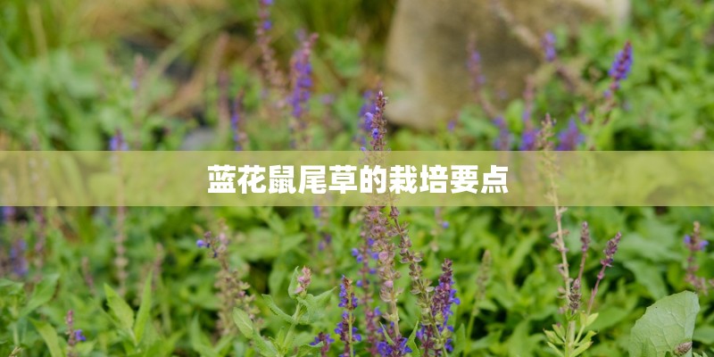 蓝花鼠尾草的栽培要点 蓝花鼠尾草的栽培要点