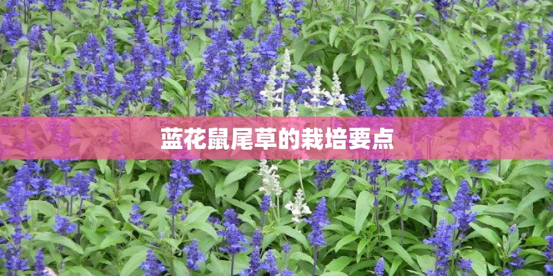 蓝花鼠尾草的栽培要点 蓝花鼠尾草的栽培要点