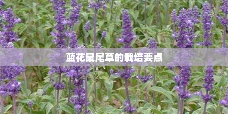 蓝花鼠尾草的栽培要点 蓝花鼠尾草的栽培要点