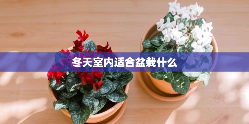 冬天室内适合盆栽什么