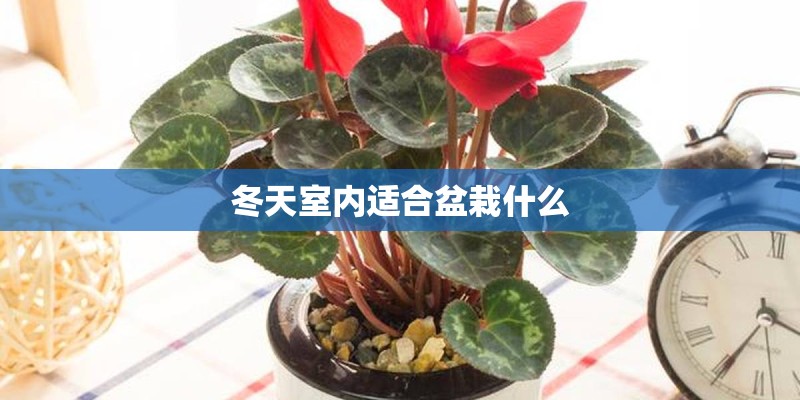 冬天室内适合盆栽什么