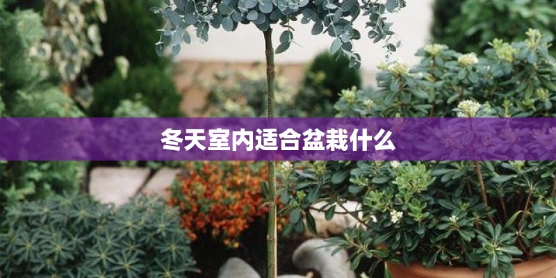 冬天室内适合盆栽什么