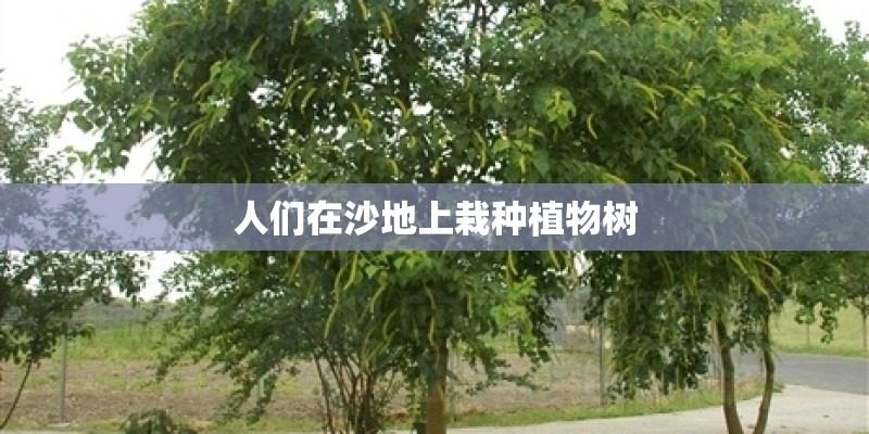 人们在沙地上栽种植物树