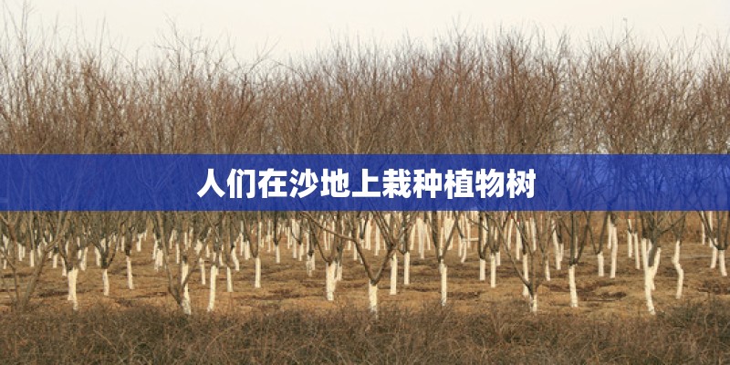 人们在沙地上栽种植物树
