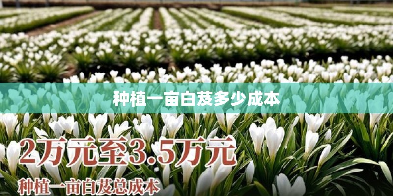 种植一亩白芨多少成本