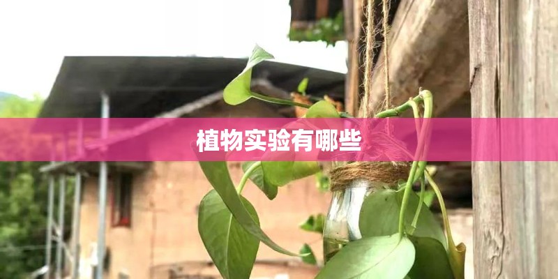 植物实验有哪些 植物实验有哪些