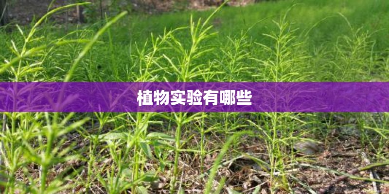 植物实验有哪些 植物实验有哪些