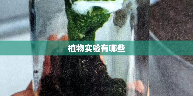 植物实验有哪些 植物实验有哪些