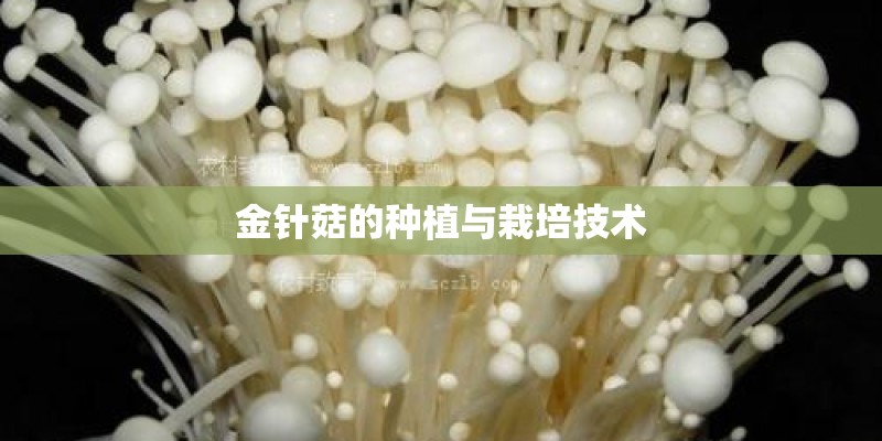金针菇的种植与栽培技术