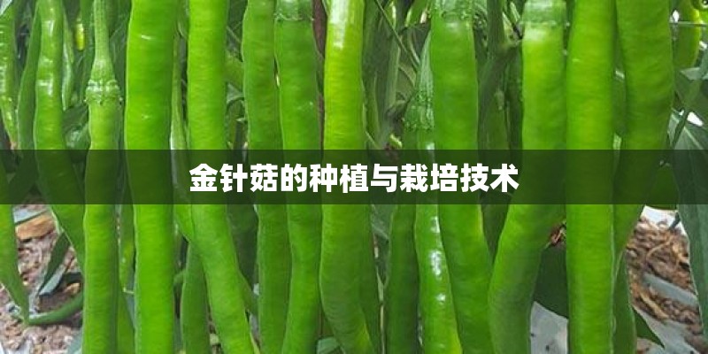 金针菇的种植与栽培技术