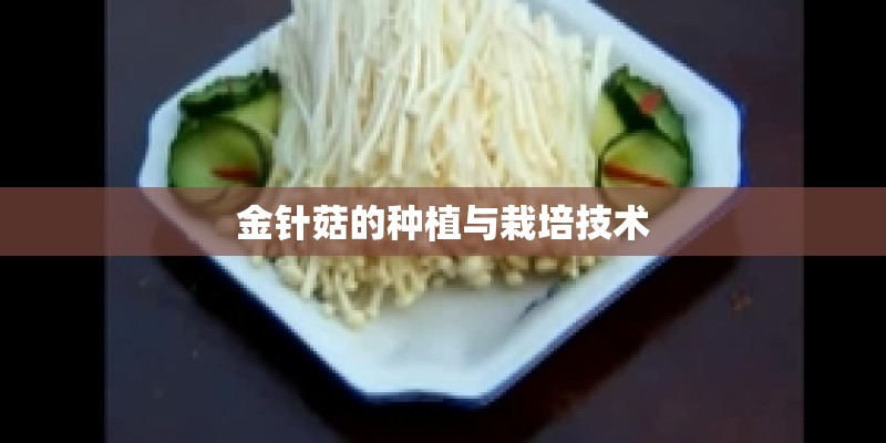 金针菇的种植与栽培技术
