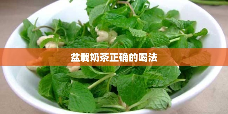 盆栽奶茶正确的喝法