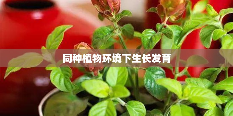 同种植物环境下生长发育 同种植物环境下生长发育