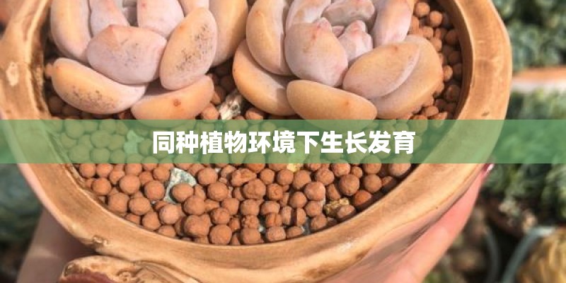 同种植物环境下生长发育 同种植物环境下生长发育