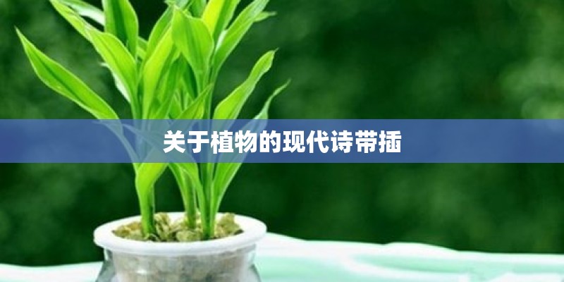 关于植物的现代诗带插 关于植物的现代诗带插