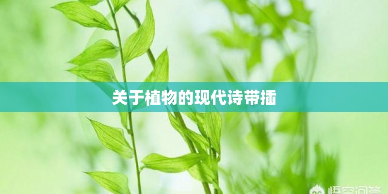 关于植物的现代诗带插 关于植物的现代诗带插