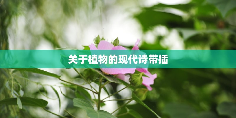 关于植物的现代诗带插 关于植物的现代诗带插