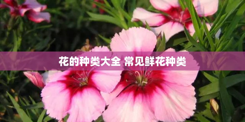 花的种类大全 常见鲜花种类