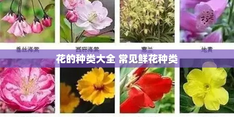 花的种类大全 常见鲜花种类