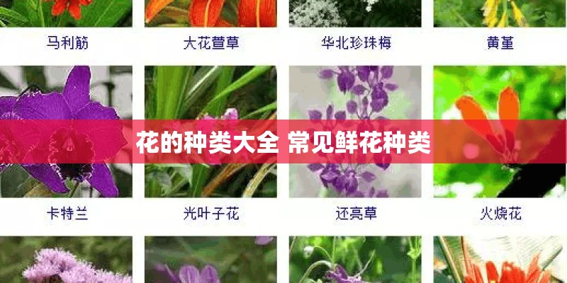 花的种类大全 常见鲜花种类