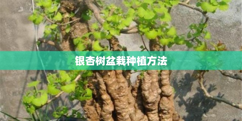银杏树盆栽种植方法