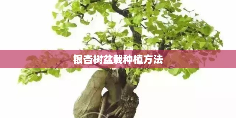 银杏树盆栽种植方法